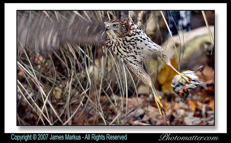 Image of 
hawk shot with Nikon D300